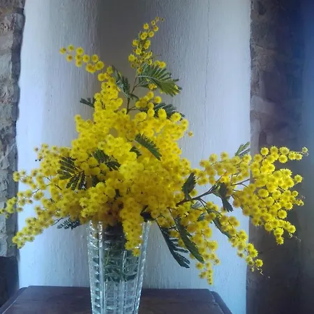 Bed & Breakfast Cascinale La Mimosa *